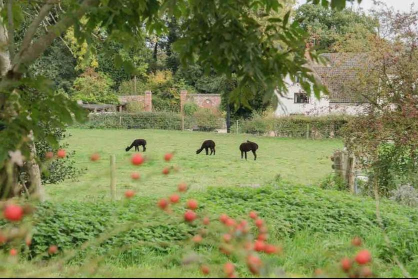 Cosy Pet Friendly Victorian Coachhouse Near Nature Walks On Norfolk Broads, With Fire Pit, Bbq & Alpacas Villa Ranworth Kültér fotó